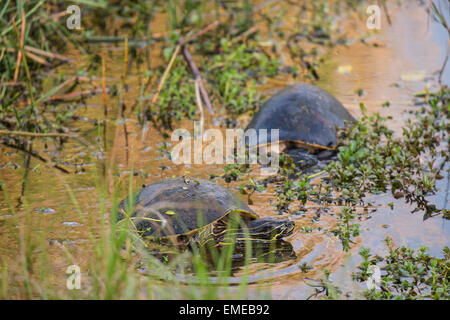 Florida-Rotbauch Cooter oder Redbelly Schildkröte (Pseudemys Nelsoni) entlang der Anhinga Trail, Florida Everglades National Park. Stockfoto