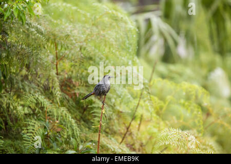 Graues Catbird (Dumetella Carolinensis), auch buchstabiert graue Catbird auf Long Pine Key in Florida Everglades National Park. Stockfoto