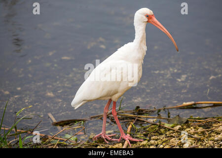 Amerikanische weiße Ibis (Eudocimus Albus) im Eco Teich in den Florida Everglades National Park. Stockfoto