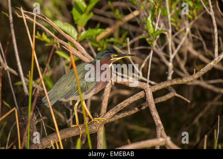 Grüne Heron (Butorides Virescens) Angeln entlang der Anhinga Trail in den Florida Everglades National Park. Stockfoto