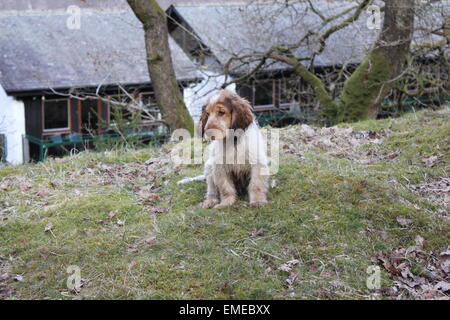 Müde Spaniel Welpe nach einem langen Spaziergang Stockfoto