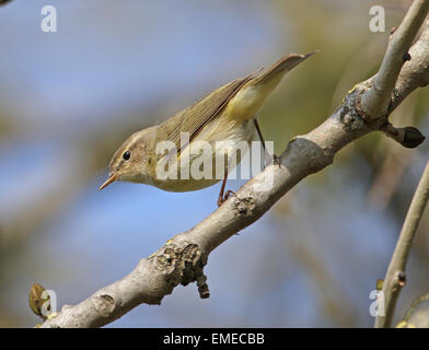 Zilpzalp (Phylloscopus Collybita) gemeinsame Zilpzalp Stockfoto