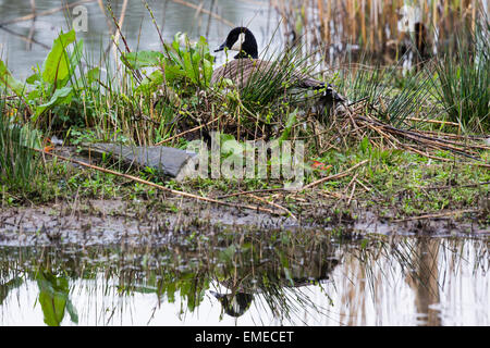 Eine Kanadagans (Branta Candensis) sitzt auf den Eiern auf einer kleinen Insel in der Mitte der kleinen Pool im Cilgerran. Stockfoto