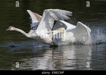 Höckerschwäne kämpfen Stockfoto