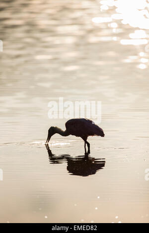 Rosige Löffler (Platalea Ajaja) Angeln am Eco Teich in den Florida Everglades National Park, USA. Stockfoto