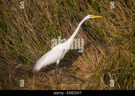 Silberreiher (Ardea Alba) entlang der Anhinga Trail in den Florida Everglades National Park. Stockfoto