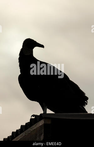 Silhouette Black Vulture (Coragyps Atratus) entlang der Anhinga Trail in die Everglades. Stockfoto