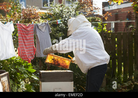 Reifen Sie Mann sammeln Honig aus Bienenstock im Garten Stockfoto