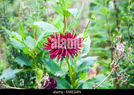 Die leuchtend rote Blüte eine Dahlie Stockfoto