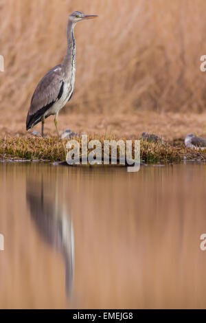 Grey Heron Ardea Cinerea, steht ein Jugendlicher am Rande eines Sees Feuchtgebiet, Isles of Scilly, Januar Stockfoto