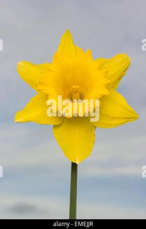 Eine einzelne gelbe Narzisse gegen einen Himmel Hintergrund Stockfoto