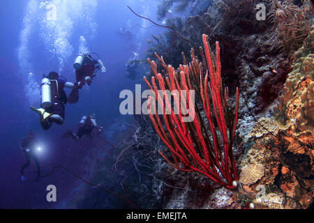 Taucher entdecken die Tiefe Wand, bekannt als die Blaue Kante und die Riffe von Curacao, Niederländische Karibik. Stockfoto