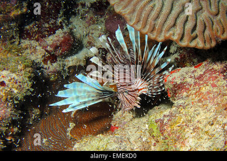 Eine schöne, aber invasive Rotfeuerfische der Gattung Pterois Miles. Fotografiert an den Korallenriffen von Curacao, Niederländische Karibik. Stockfoto