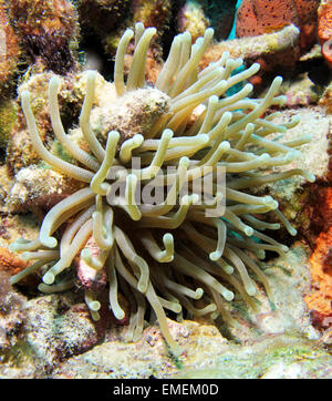 Eine wunderschöne riesige Karibik Anemone. Entlang der Riffe von Curacao fotografiert. Stockfoto