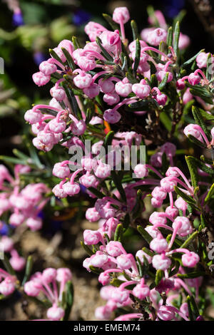 Rosa Glockenblumen immergrünen Sumpf Rosmarin, Andromeda Polifolia 'Blue Ice' Stockfoto