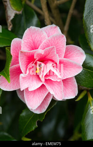 Einzelfeder Blüte von Camellia Japonica "Lady Vansittart Pink" Stockfoto