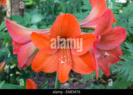 Blütenstand von den Floristen Amaryllis Hippeastrum "Naranja" Stockfoto