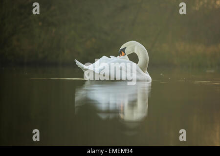 Höckerschwan Cygnus Olor, preens selbst auf einem ruhigen See, Shuttington, Staffordshire Stockfoto