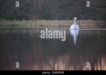 Höckerschwan Cygnus Olor, Schwimmen Kopf auf über einen ruhigen See, Shuttington, Staffordshire Stockfoto