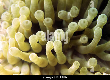 Blick auf eine wunderschöne riesige Karibik Anemone hautnah. Entlang der Riffe von Curacao fotografiert. Stockfoto