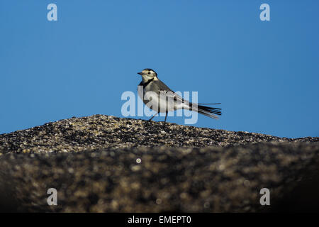 Trauerschnäpper Bachstelze Motacilla Alba, ernähren sich von Insekten auf den Felsen, Str. Marys, Isles of Scilly, Februar Stockfoto