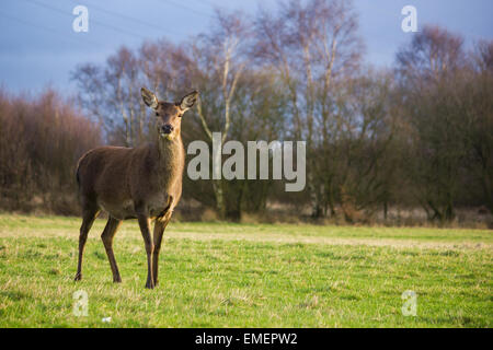 Rothirsch Cervus Elaphus, steht eine Hirschkuh Warnung auf eine Wiese, Norton Canes, Staffordshire Stockfoto