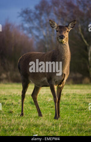 Rothirsch Cervus elaphus, eine Frau steht auf einer Wiese, Norton Stöcke, Staffordshire Stockfoto