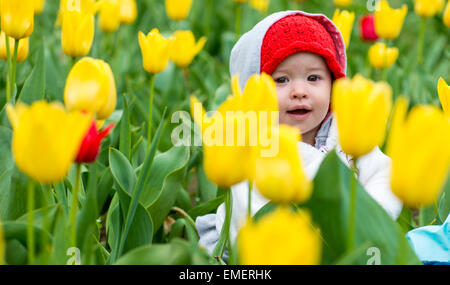 Entzückende Kleinkind Mädchen sammeln Tulpen Stockfoto