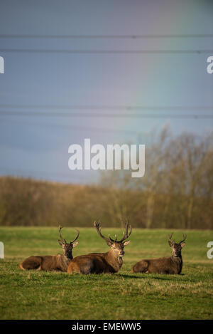 Red Deer, der in einem städtischen Umfeld in Staffordshire. Stockfoto