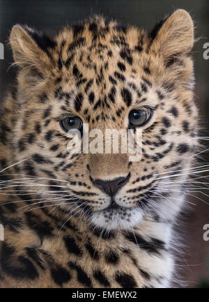 Weibliche Amur Leoparden Blick in Richtung Kamera (Gesicht geschossen) Stockfoto