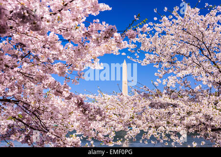 Washington, D.C. Blick auf Washington Monument von Tidal Basin im Frühjahr. Stockfoto