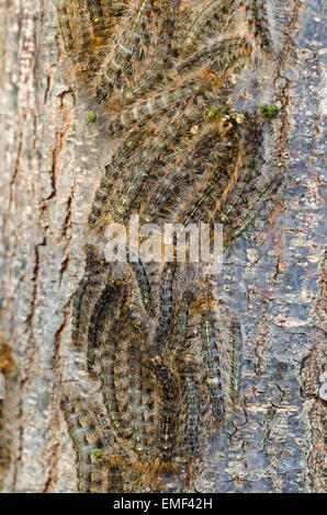 Weiße Zeder Motte Raupen auf der Rinde der weißen Zeder Stockfoto