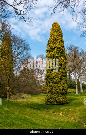 High Beeches Garten Handcross West Sussex UK im April Stockfoto