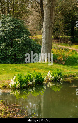 Hohe buchen Garten Handcross West Sussex UK im April amerikanischen Sumpf Lily wächst am Rand des Teiches. Stockfoto