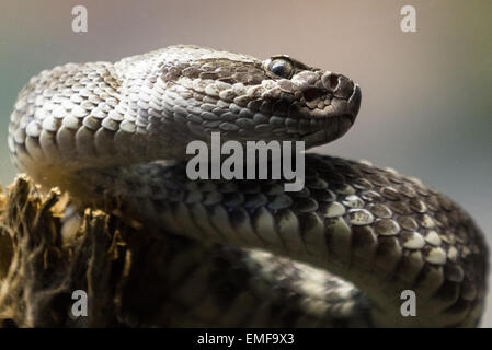 Nahaufnahme von einem westlichen Diamant-backed Klapperschlange (Crotalus Atrox) Foto durch eine Glaswand in einen zoo Stockfoto