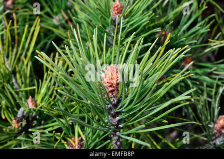 Pinus Mugo. Nadeln und Knospen hautnah Stockfoto