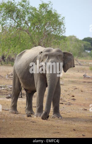 Wilde Elefanten in Yala-Nationalpark Sri Lanka Stockfoto