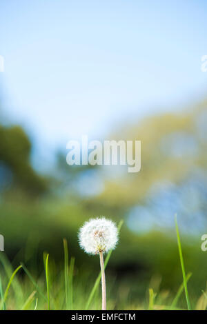 Löwenzahn Flaum, Shibuya, Tokyo, Japan Stockfoto