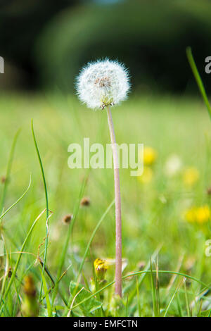 Löwenzahn Flaum, Shibuya, Tokyo, Japan Stockfoto