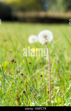 Löwenzahn Flaum, Shibuya, Tokyo, Japan Stockfoto