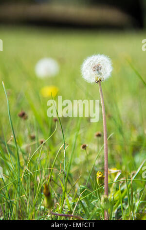 Löwenzahn Flaum, Shibuya, Tokyo, Japan Stockfoto