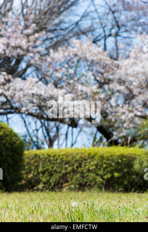 Kirschblüte und Löwenzahn Flaum, Shibuya, Tokyo, Japan Stockfoto