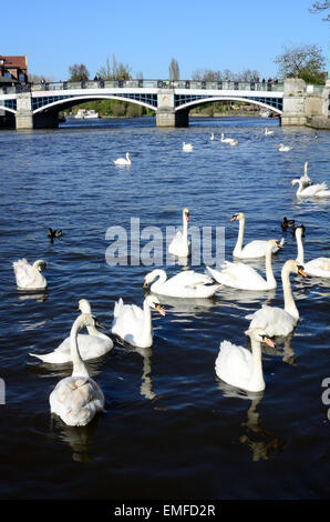 Eine Ansicht der Schwäne schwimmen auf der Themse fließt es durch Windsor in Berkshire, England Stockfoto