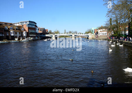 Eine Ansicht der Schwäne schwimmen auf der Themse fließt es durch Windsor in Berkshire, England Stockfoto