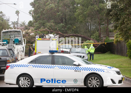 Sydney, Australien. 21. April 2015. In einem Vorort von Avalon Beach an Sydneys nördlichen Stränden werden Straßen durch Bäume und Telegrafenmasten blockiert und schwere Sachschäden verursacht. New South Wales Polizei und Polizeiauto besuchen die Szene. Credit: martin Berry/Alamy Live News Stockfoto