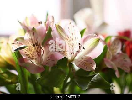 Alstroemeria Strauß Stockfoto