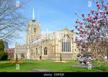 Chelmsford Cathedral im gotischen Stil anglikanischer Kirchturm und grüner Kupferturm Steinsarkophag im Stadtkirchhof hinter Magnolia Essex England Großbritannien Stockfoto