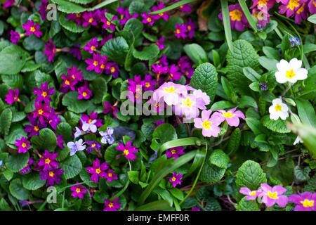 Primula Vulgaris, Primel, verschiedene farbige Pflanzen Stockfoto