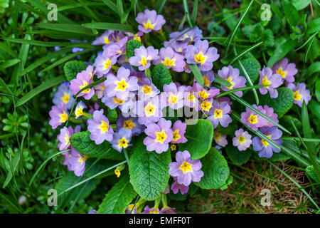 Primula Vulgaris, Primel, verschiedene farbige Pflanzen Stockfoto