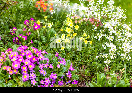 Primula Vulgaris, Primel, verschiedene farbige Pflanzen Stockfoto